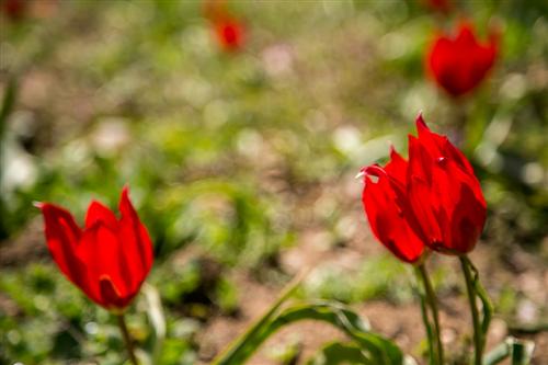 500 Tulipani e Peonie delle Madonie-0373 - Copia