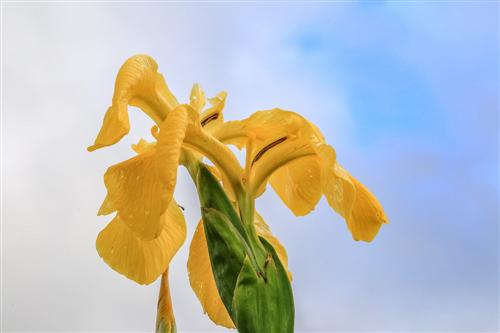 500 Iris Gialli Caronia-0031 - Copia