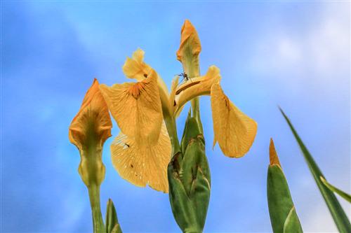 500 Iris Gialli Caronia-0040 - Copia
