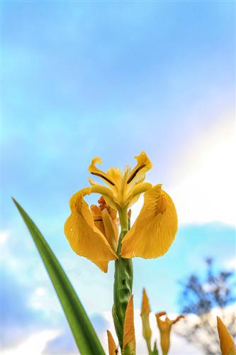 500 Iris Gialli Caronia-0045 - Copia