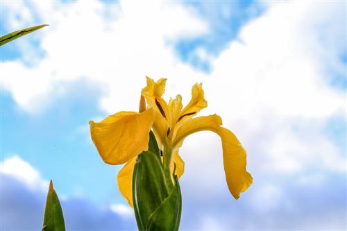 500 Iris Gialli Caronia-0030 - Copia