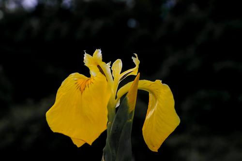 500 Iris Gialli Caronia-0044 - Copia